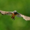 Rehek zahradni - Phoenicurus phoenicurus - Common Redstart s7657